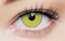 Clearcolor Phantom 1Day Zombie Yellow FN106N (2p)